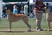 dogshow