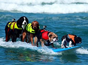 dog-surf