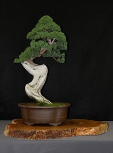 san-diego-bonsai-sale