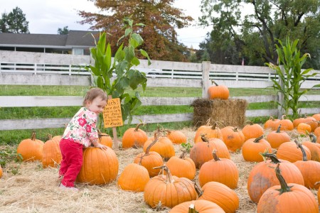 san-diego-harvest-festival